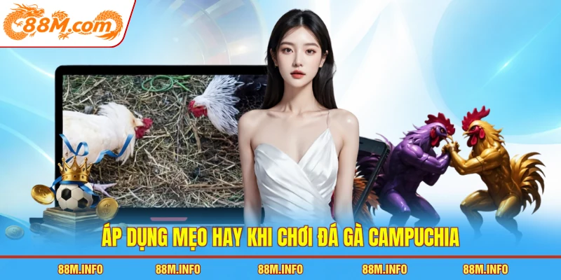 Áp dụng mẹo hay khi chơi đá gà Campuchia