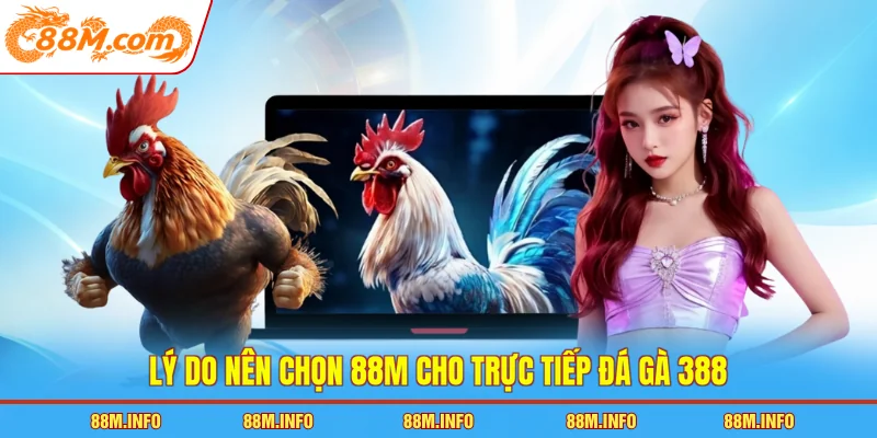 Lý do nên chọn 88M cho trực tiếp đá gà 388