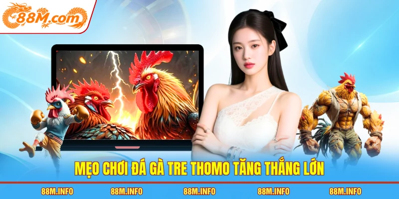 Mẹo chơi đá gà tre Thomo tăng thắng lớn