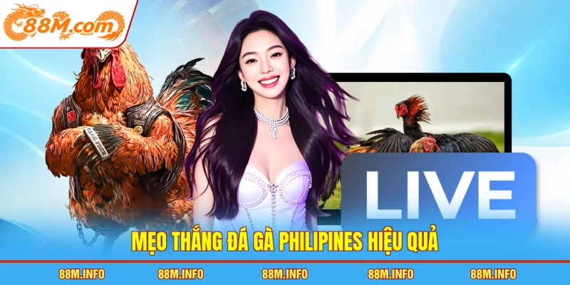 Mẹo thắng đá gà Philipines hiệu quả